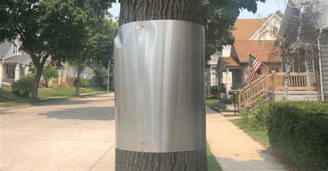 sheet metal around tree|sheet metal bands around trees.